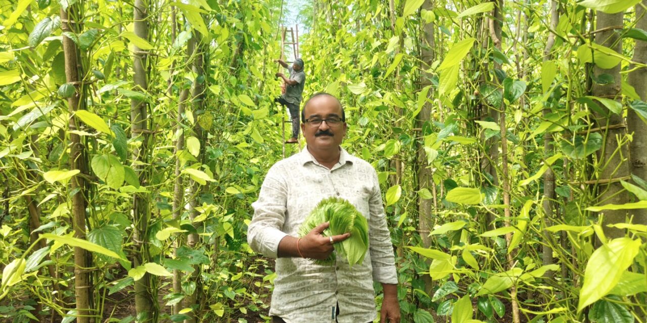ಕಡಿಮೆ ಭೂಮಿಯಲ್ಲಿ ವಿಳ್ಯೆದೆಲೆ ಬೆಳೆ ; ಲಕ್ಷಾಂತರ ರೂ ಆಧಾಯ