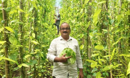 ಕಡಿಮೆ ಭೂಮಿಯಲ್ಲಿ ವಿಳ್ಯೆದೆಲೆ ಬೆಳೆ ; ಲಕ್ಷಾಂತರ ರೂ ಆಧಾಯ