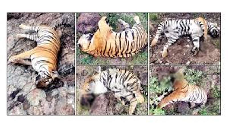 ಕರ್ನಾಟಕದಲ್ಲಿ ಹುಲಿಗಳ ಸಾವು, 6 ಹುಲಿಗಳ ಭೀಕರ ಹತ್ಯೆಯ ಶಂಕೆ