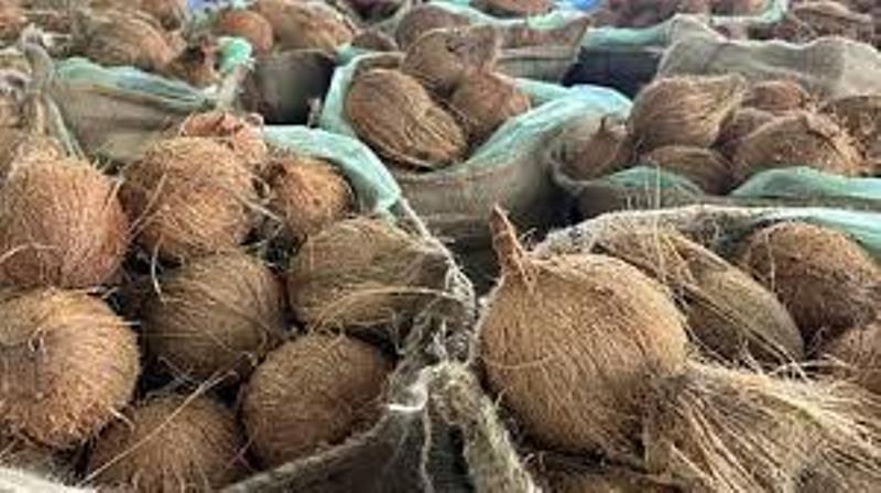 ತೆಂಗಿನಕಾಯಿ ದರದಲ್ಲಿ ಮತ್ತೆ 20 ರೂ ಏರಿಕೆ…ಗೋವಾದಲ್ಲಿ ತೆಂಗಿಕಾಯಿ ದರ @ 100…?