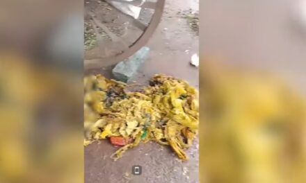 ಆಕಳಿನ ಹೊಟ್ಟೆಯಲ್ಲಿತ್ತು 15 ಕೆಜಿ ಪ್ಲಾಸ್ಟಿಕ್…ಪ್ಲಾಸ್ಟಿಕ್ ವಿಷಯದಲ್ಲಿ ಬೇಜವಾಬ್ದಾರಿ ಬೇಡ