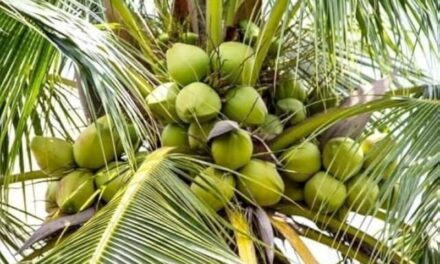 ಕರ್ನಾಟಕದ ತೆಂಗಿನ ಕಾಯಿ ಗೋವಾದಲ್ಲಿ ಹೆಚ್ಚಾದ ಬೇಡಿಕೆ