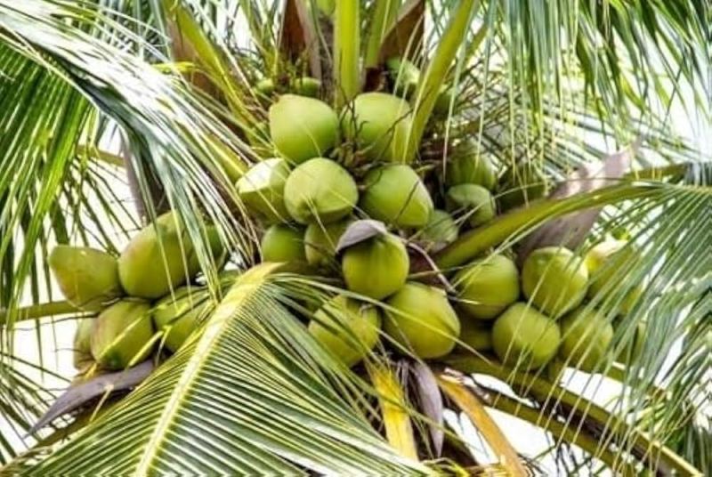 ಕರ್ನಾಟಕದ ತೆಂಗಿನ ಕಾಯಿ ಗೋವಾದಲ್ಲಿ ಹೆಚ್ಚಾದ ಬೇಡಿಕೆ