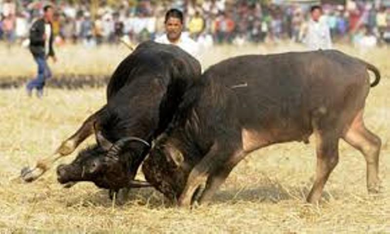 ಗೋವಾದಲ್ಲಿ ಗೂಳಿ ಕಾಳಗ ನಿಷೇಧ…? ಏನಿದೆ ನಿಯಮ ನೋಡಿ