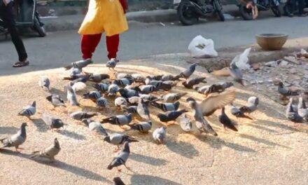 ಪಾರಿವಾಳಗಳಿಗೆ ಆಹಾರ ನೀಡಿದರೆ ಹೃದಯಸಂಬಂಧಿ ಖಾಯಿಲೆ-ಗೋವಾ ವಿಧಾನಸಭೆಯಲ್ಲಿ ಚರ್ಚೆ