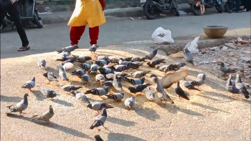 ಪಾರಿವಾಳಗಳಿಗೆ ಆಹಾರ ನೀಡಿದರೆ ಹೃದಯಸಂಬಂಧಿ ಖಾಯಿಲೆ-ಗೋವಾ ವಿಧಾನಸಭೆಯಲ್ಲಿ ಚರ್ಚೆ