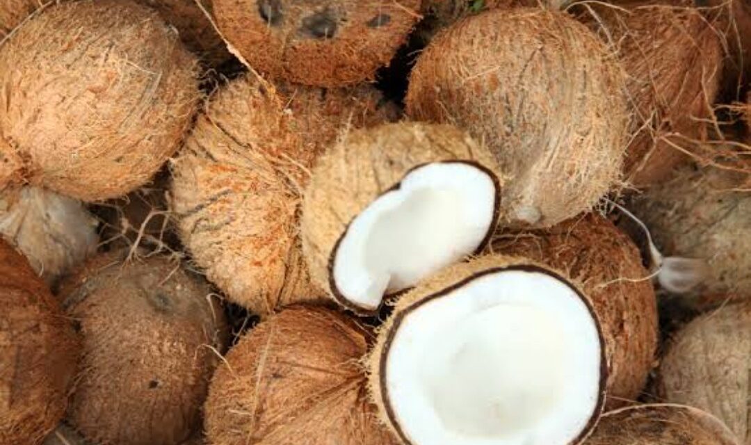 ಕರ್ನಾಟಕದಿಂದ ನೇರವಾಗಿ ತೆಂಗಿನ ಕಾಯಿ ಖರೀದಿಸಲಿರುವ ಗೋವಾ ಸರ್ಕಾರ
