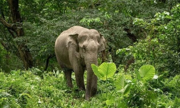 ಗೋವಾದ ಮೊರ್ಲೆಯಲ್ಲಿ ಆನೆಯ ದಾಂಧಲೆ, ಭಯಭೀತರಾದ ಜನ