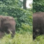ಗೋವಾ ಗಡಿ ದಾಟಿದ ಓಂಕಾರ ಆನೆ