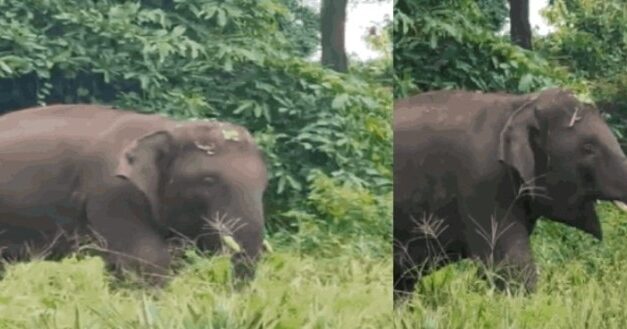ಗೋವಾ ಗಡಿ ದಾಟಿದ ಓಂಕಾರ ಆನೆ