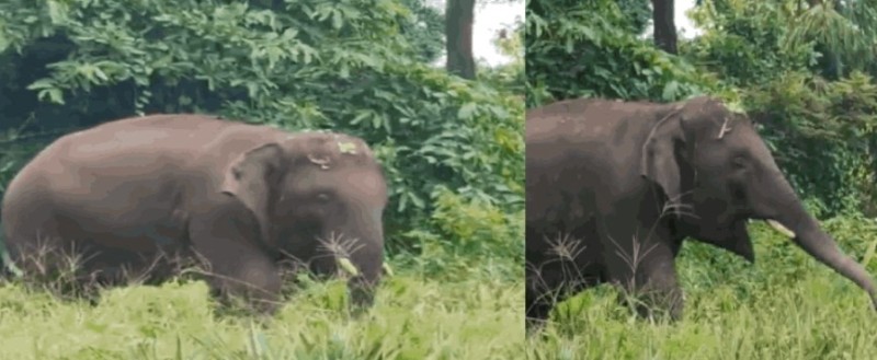 ಗೋವಾ ಗಡಿ ದಾಟಿದ ಓಂಕಾರ ಆನೆ