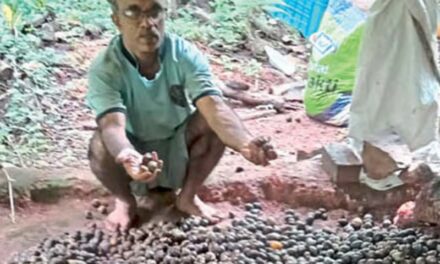 ಅಡಿಕೆ ಬೆಳೆಗಾರರಿಗೆ ಭಾರಿ ನಷ್ಠ…! ಗೋವಾದಲ್ಲಿ ಭಾರಿ ಮಳೆಗೆ ಅಡಿಕೆಗೆ  ಹಾನಿ
