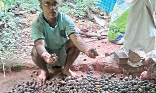 ಅಡಿಕೆ ಬೆಳೆಗಾರರಿಗೆ ಭಾರಿ ನಷ್ಠ…! ಗೋವಾದಲ್ಲಿ ಭಾರಿ ಮಳೆಗೆ ಅಡಿಕೆಗೆ  ಹಾನಿ