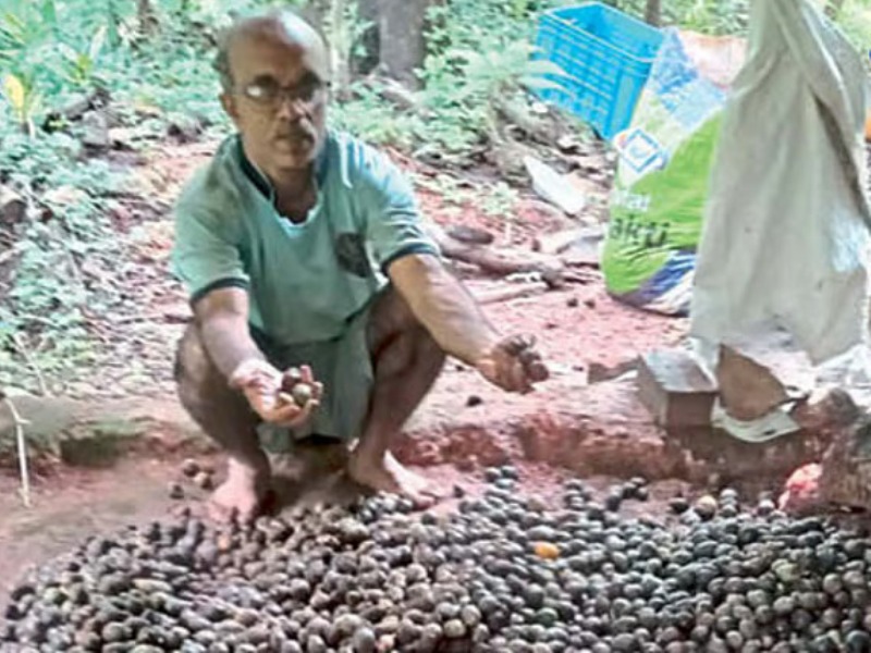 ಅಡಿಕೆ ಬೆಳೆಗಾರರಿಗೆ ಭಾರಿ ನಷ್ಠ…! ಗೋವಾದಲ್ಲಿ ಭಾರಿ ಮಳೆಗೆ ಅಡಿಕೆಗೆ  ಹಾನಿ