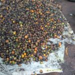 ಜೋಯಿಡಾ ತಾಲೂಕಿನಲ್ಲಿ ಅಡಿಕೆ ತೋಟಕ್ಕೆ ಕೊಳೆರೋಗ