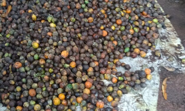 ಜೋಯಿಡಾ ತಾಲೂಕಿನಲ್ಲಿ ಅಡಿಕೆ ತೋಟಕ್ಕೆ ಕೊಳೆರೋಗ