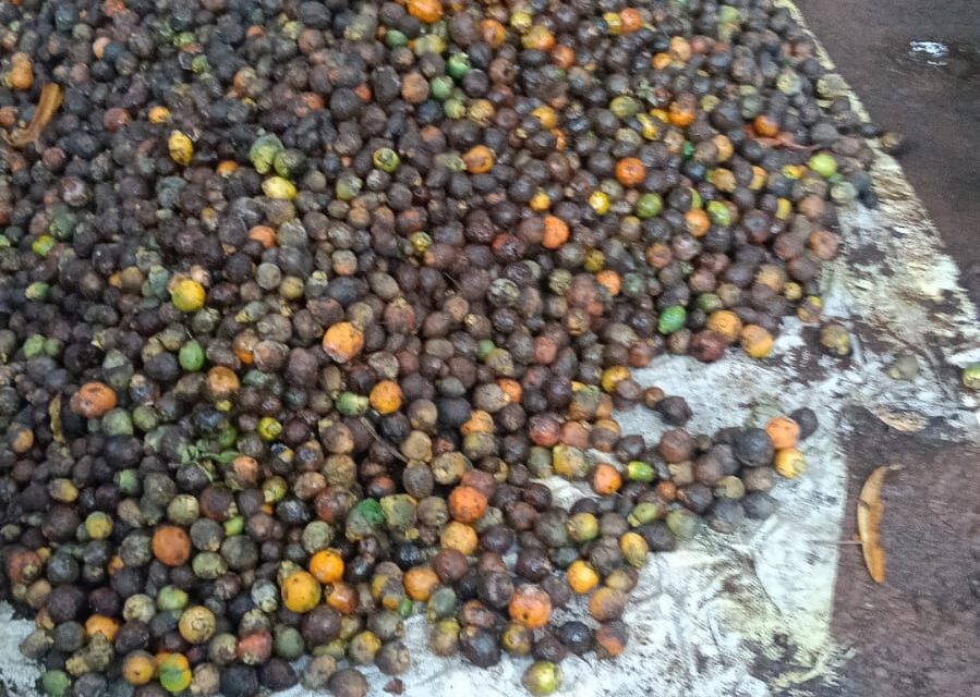 ಜೋಯಿಡಾ ತಾಲೂಕಿನಲ್ಲಿ ಅಡಿಕೆ ತೋಟಕ್ಕೆ ಕೊಳೆರೋಗ