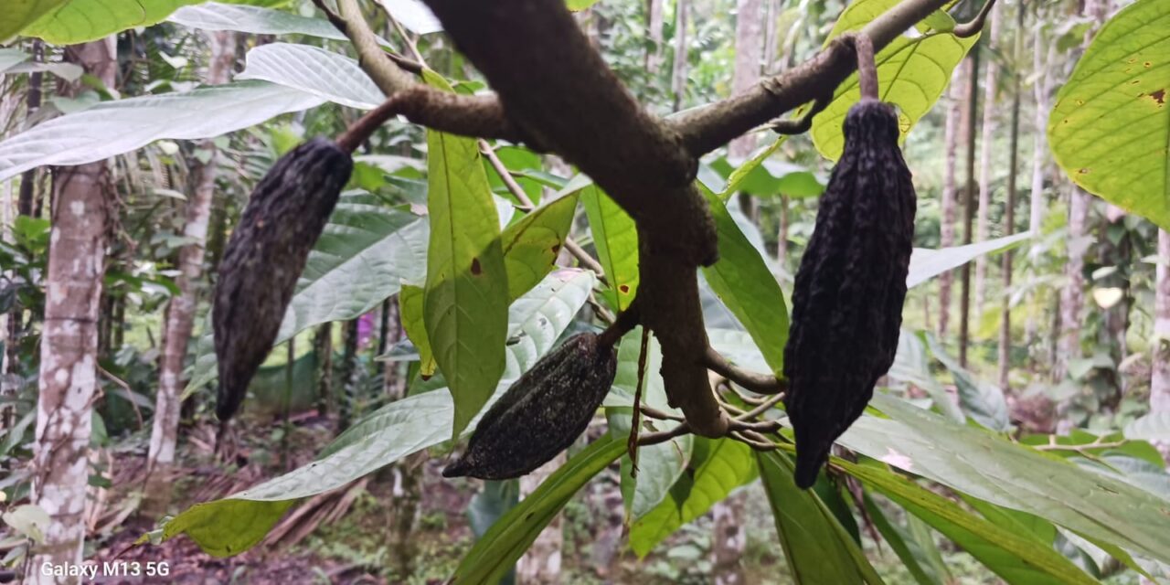 ಜೋಯಿಡಾ ದಲ್ಲಿ ಕೋ ಕೋ ಗಿಡದ ಕಾಯಿಗೂ ಕೊಳೆ ರೋಗ