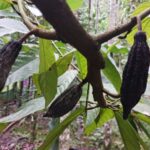 ಜೋಯಿಡಾ ದಲ್ಲಿ ಕೋ ಕೋ ಗಿಡದ ಕಾಯಿಗೂ ಕೊಳೆ ರೋಗ