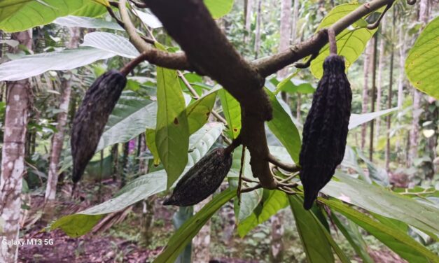 ಜೋಯಿಡಾ ದಲ್ಲಿ ಕೋ ಕೋ ಗಿಡದ ಕಾಯಿಗೂ ಕೊಳೆ ರೋಗ