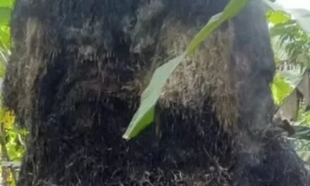 ಹುಲ್ಲಿನ ಬಣವೆಗೆ ಬೆಂಕಿ,ಬಾಮಣಗಿ ರೈತನಿಗೆ ಹಾನಿ.