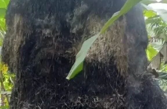 ಹುಲ್ಲಿನ ಬಣವೆಗೆ ಬೆಂಕಿ,ಬಾಮಣಗಿ ರೈತನಿಗೆ ಹಾನಿ.