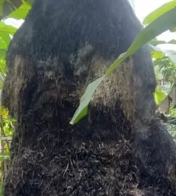 ಹುಲ್ಲಿನ ಬಣವೆಗೆ ಬೆಂಕಿ,ಬಾಮಣಗಿ ರೈತನಿಗೆ ಹಾನಿ.