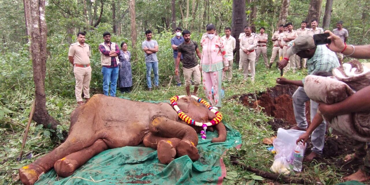 ಫಣಸೋಲಿಯಲ್ಲಿ ಅನಾರೋಗ್ಯದಿಂದ‌ ಬಳಲುತ್ತಿದ್ದ ಗೌರಿ ಮರಿಯಾನೆ ಸಾವು