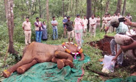 ಫಣಸೋಲಿಯಲ್ಲಿ ಅನಾರೋಗ್ಯದಿಂದ‌ ಬಳಲುತ್ತಿದ್ದ ಗೌರಿ ಮರಿಯಾನೆ ಸಾವು