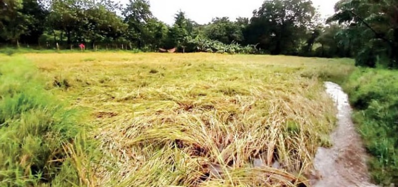ಗೋವಾದಲ್ಲಿ ನೆಲಕಚ್ಚಿದ ಭತ್ತದ ಪೈರು…!