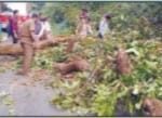 ಯಲ್ಲಾಪುರದ ಕಳಚೆ ರಸ್ತೆಯಲ್ಲಿ ಮರ ಬಿದ್ದು ರಸ್ತೆ ಸಂಚಾರ ಅಸ್ತವ್ಯಸ್ತ.
