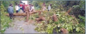 ಯಲ್ಲಾಪುರದ ಕಳಚೆ ರಸ್ತೆಯಲ್ಲಿ ಮರ ಬಿದ್ದು ರಸ್ತೆ ಸಂಚಾರ ಅಸ್ತವ್ಯಸ್ತ.