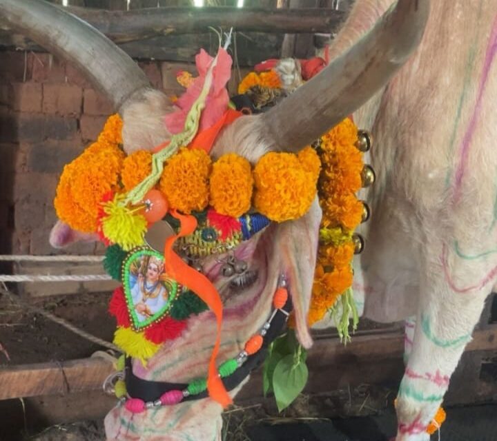 ಜೋಯಿಡಾ ತಾಲೂಕಿನಾದ್ಯಂತ ಗೋ ಪೂಜೆಯ ಸಂಭ್ರಮ