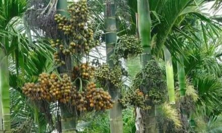 ಬೆಂಬಿಡದೇ ಸುರಿಯುತ್ತಿರುವ ಮಳೆ;ರೈತರು ಕಂಗಾಲು
