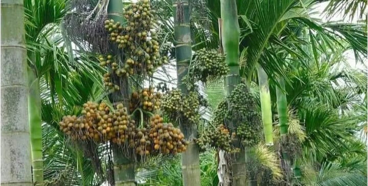 ಬೆಂಬಿಡದೇ ಸುರಿಯುತ್ತಿರುವ ಮಳೆ;ರೈತರು ಕಂಗಾಲು