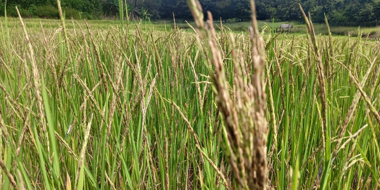 ಅಕಾಲಿಕ ಮಳೆಗೆ ಭತ್ತದ ಗದ್ದೆ,ಅಡಿಕೆ ಬೆಳೆ ಹಾನಿ;ಪರಿಹಾರಕ್ಕೆ ಮನವಿ