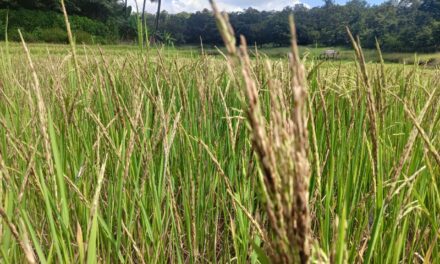 ಅಕಾಲಿಕ ಮಳೆಗೆ ಭತ್ತದ ಗದ್ದೆ,ಅಡಿಕೆ ಬೆಳೆ ಹಾನಿ;ಪರಿಹಾರಕ್ಕೆ ಮನವಿ