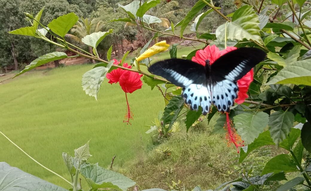 ಮಲಕರ್ಣಿ(ನಿವಜ್)ಯಲ್ಲಿ ಕಂಡು ಬಂದ ಸ್ವಾಲೋಟೇಲ್ ಚಿಟ್ಟೆ