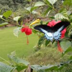 ಮಲಕರ್ಣಿ(ನಿವಜ್)ಯಲ್ಲಿ ಕಂಡು ಬಂದ ಸ್ವಾಲೋಟೇಲ್ ಚಿಟ್ಟೆ