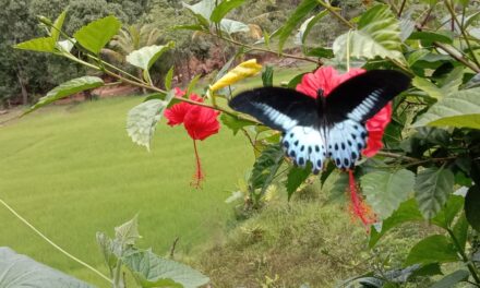 ಮಲಕರ್ಣಿ(ನಿವಜ್)ಯಲ್ಲಿ ಕಂಡು ಬಂದ ಸ್ವಾಲೋಟೇಲ್ ಚಿಟ್ಟೆ