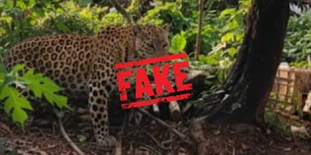 ಗೋವಾದ ಮಡಗಾಂವಗೆ ಚಿರತೆ ಬಂದಿರುವ ನಕಲಿ ಪೋಟೊ ಸೃಷ್ಠಿಸಿದ ವ್ಯಕ್ತಿ