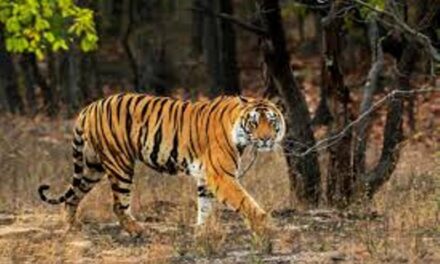ಗೋವಾದಲ್ಲಿ ಹುಲಿ ಸಂರಕ್ಷಿತ ಪ್ರದೇಶ..?