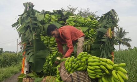 ಬಾಳೆಹಣ್ಣಿನ ಬೆಲೆ ಕುಸಿತ : ಸಂಕಷ್ಟದಲ್ಲಿ ರೈತರು