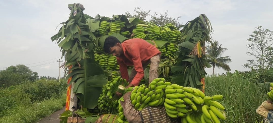 ಬಾಳೆಹಣ್ಣಿನ ಬೆಲೆ ಕುಸಿತ : ಸಂಕಷ್ಟದಲ್ಲಿ ರೈತರು
