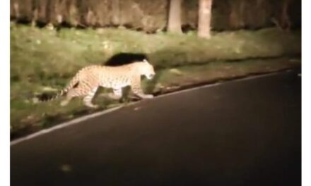 ಮಾನವ ಮತ್ತು ಕಾಡು ಪ್ರಾಣಿಗಳ ನಡುವೆ ಸಂಘರ್ಷ