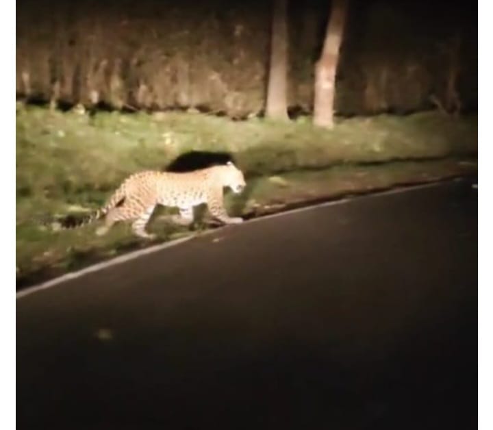 ಮಾನವ ಮತ್ತು ಕಾಡು ಪ್ರಾಣಿಗಳ ನಡುವೆ ಸಂಘರ್ಷ