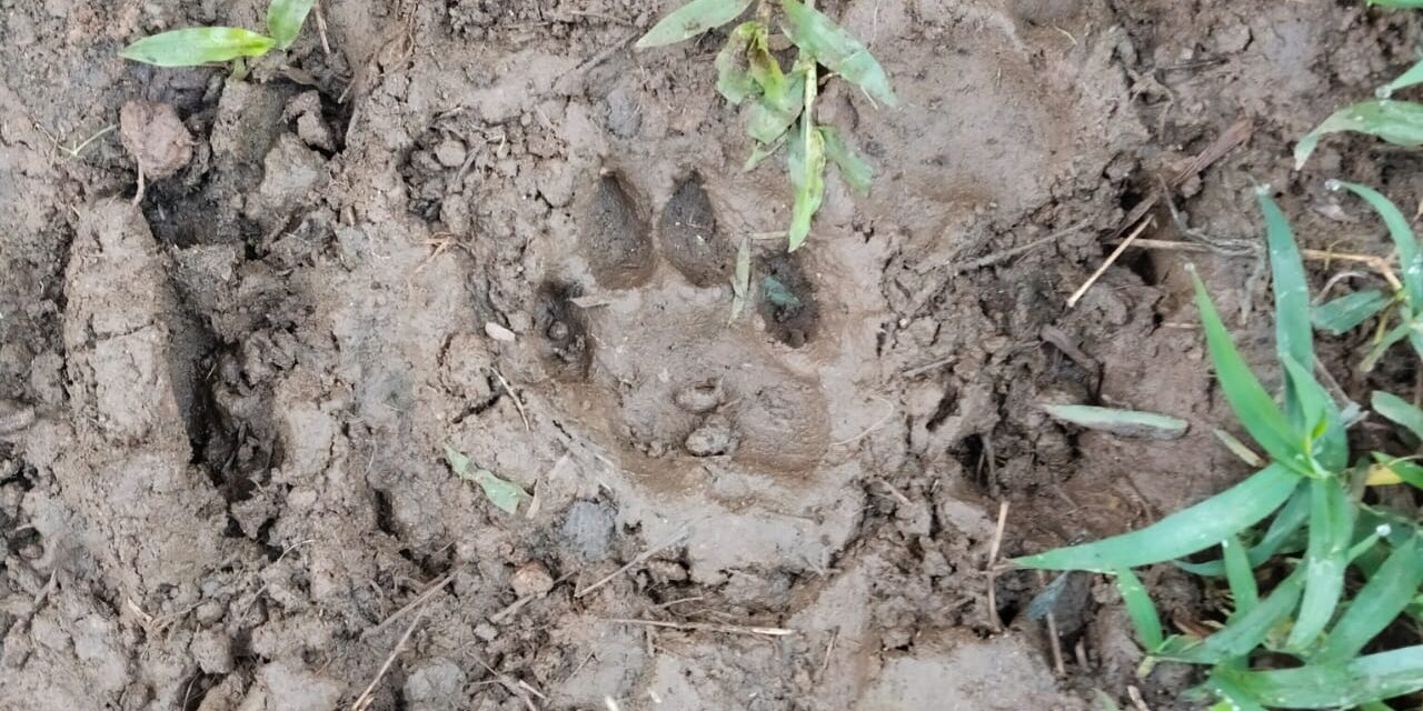 ಮುಂದುವರೆದ ಚಿರತೆ ದಾಳಿ ; ಕಂಡ್ರಮನೆಯಲ್ಲಿ ಆಕಳು ಕರು ಬಲಿ
