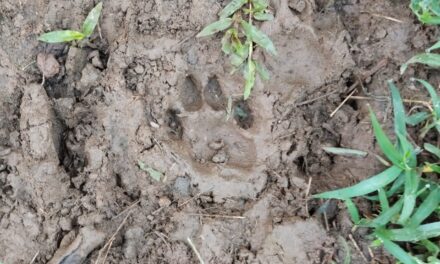 ಮುಂದುವರೆದ ಚಿರತೆ ದಾಳಿ ; ಕಂಡ್ರಮನೆಯಲ್ಲಿ ಆಕಳು ಕರು ಬಲಿ