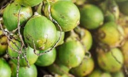 ಯಲ್ಲಾಪುರ ತಾಲೂಕಿನಲ್ಲಿ ಹಸಿ ಅಡಿಕೆ ಟೆಂಡರ್ ಹೆಚ್ಚಲು ಕಾರಣವೇನು..?