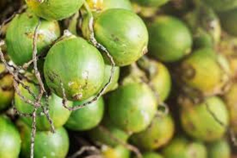 ಯಲ್ಲಾಪುರ ತಾಲೂಕಿನಲ್ಲಿ ಹಸಿ ಅಡಿಕೆ ಟೆಂಡರ್ ಹೆಚ್ಚಲು ಕಾರಣವೇನು..?